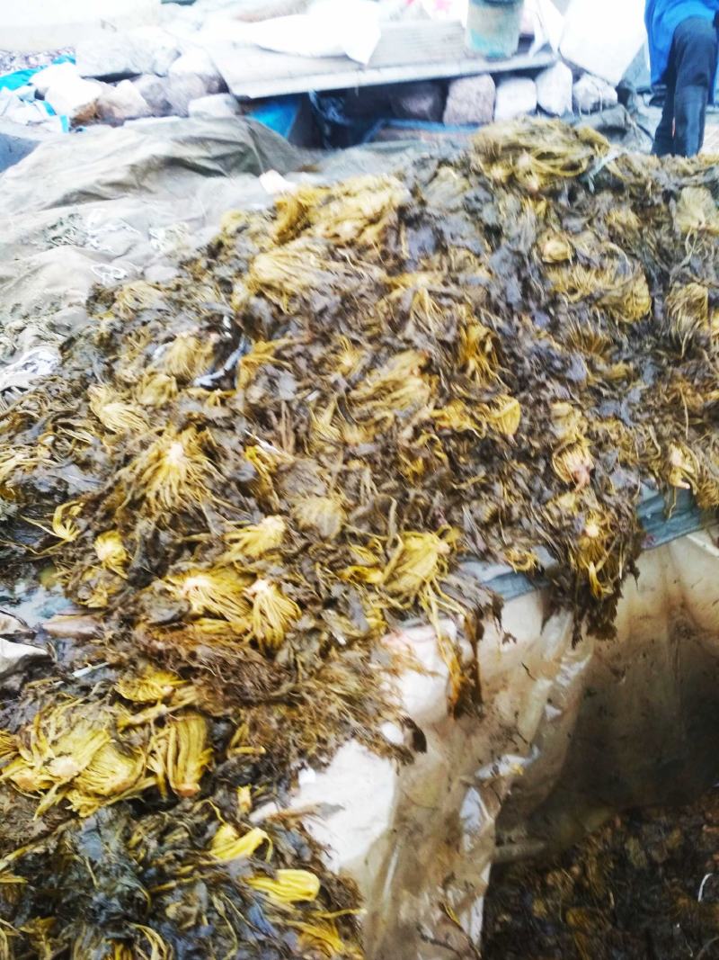 雪里红大量出售，需要的联系我