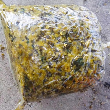 雪里红大量出售，需要的联系我