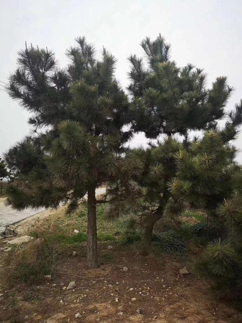 黑松苗木各种规格齐全量大优惠