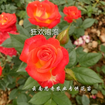 香水玫瑰苗切花月季苗玫瑰苗基地直销欢迎了解