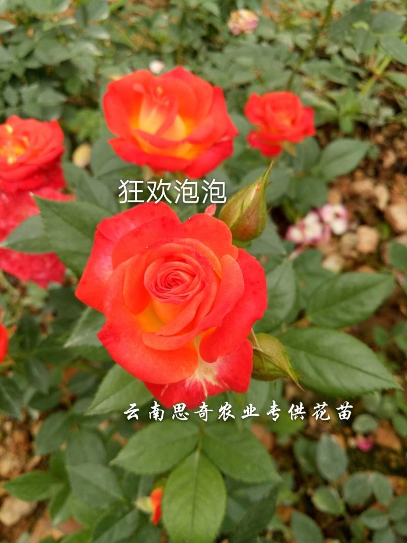 香水玫瑰苗切花月季苗玫瑰苗基地直销欢迎了解