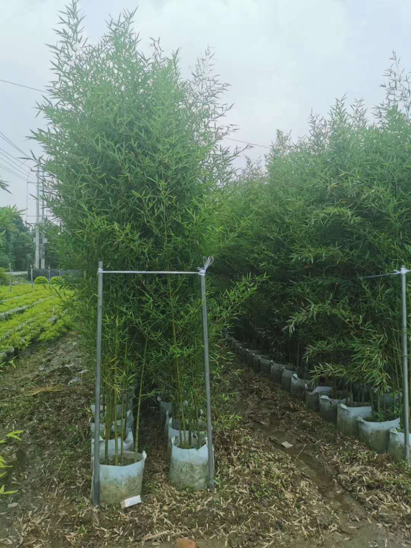 罗汉竹种植户，布袋竹35袋价格，算盘竹基地批发
