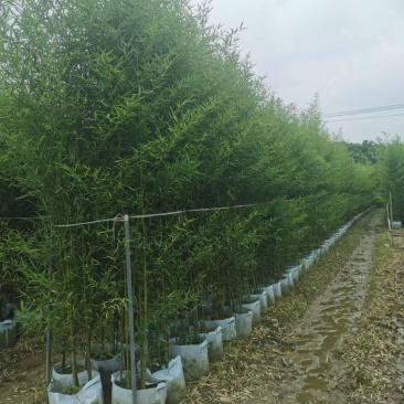 罗汉竹种植户,布袋竹35袋价格,算盘竹基地批发