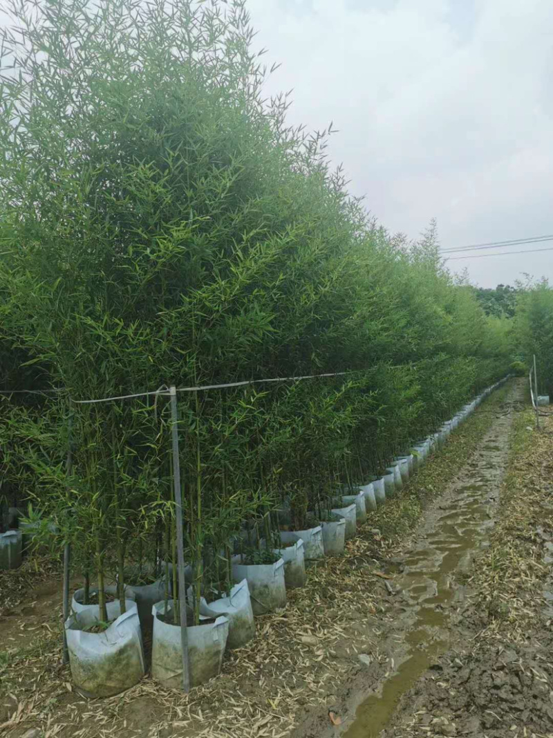 罗汉竹种植户，布袋竹35袋价格，算盘竹基地批发