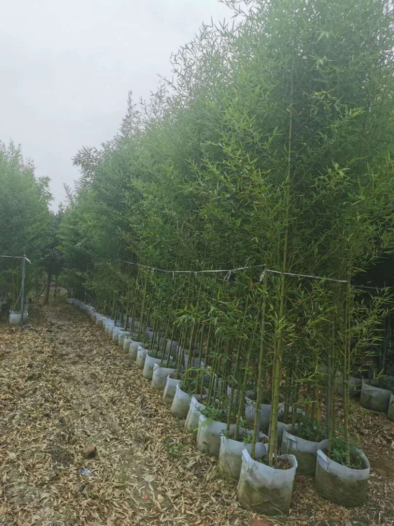罗汉竹种植户，布袋竹35袋价格，算盘竹基地批发