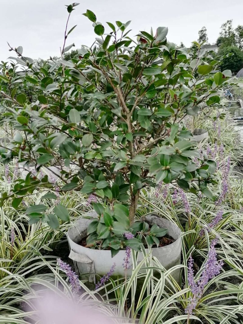 出售成都茶梅，茶梅袋苗。