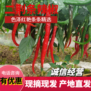 〈精品〉二荆条辣椒大量上市货源充足可实地考察