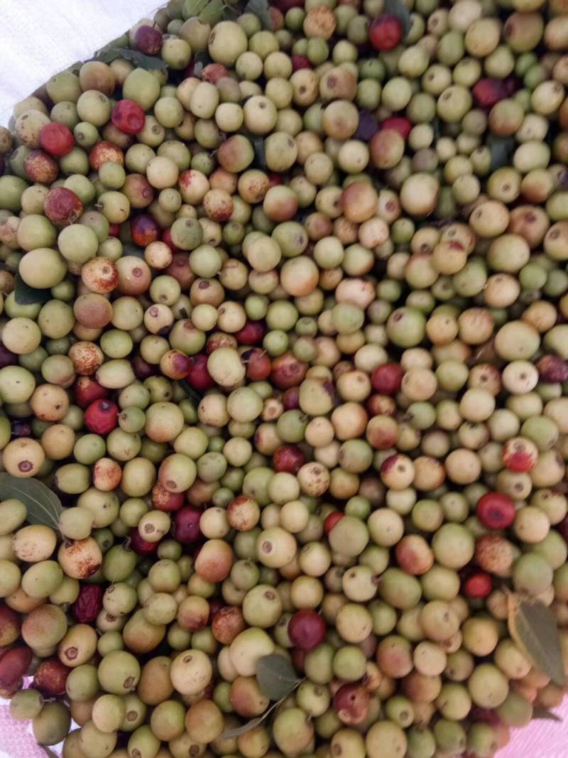 酸枣大山中的优质酸枣大量上市中，涨价中以每天小枣价格为准