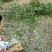 酸枣大山中的优质酸枣大量上市中，涨价中以每天小枣价格为准