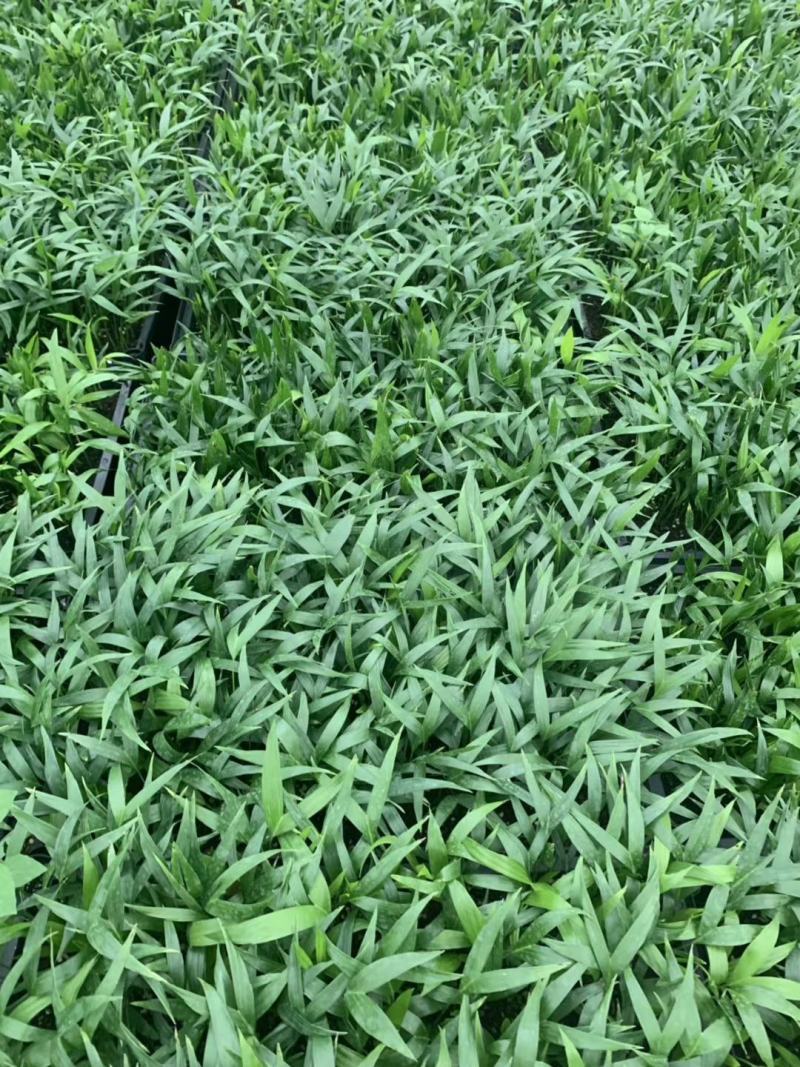 富贵椰子苗椰子树苗四季常青观叶植物支持一件代发