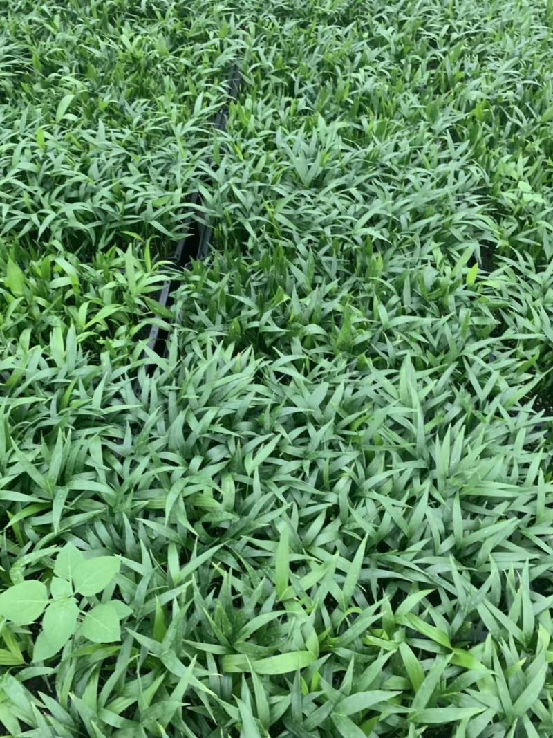 富贵椰子苗椰子树苗四季常青观叶植物支持一件代发