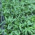 富贵椰子苗椰子树苗四季常青观叶植物支持一件代发