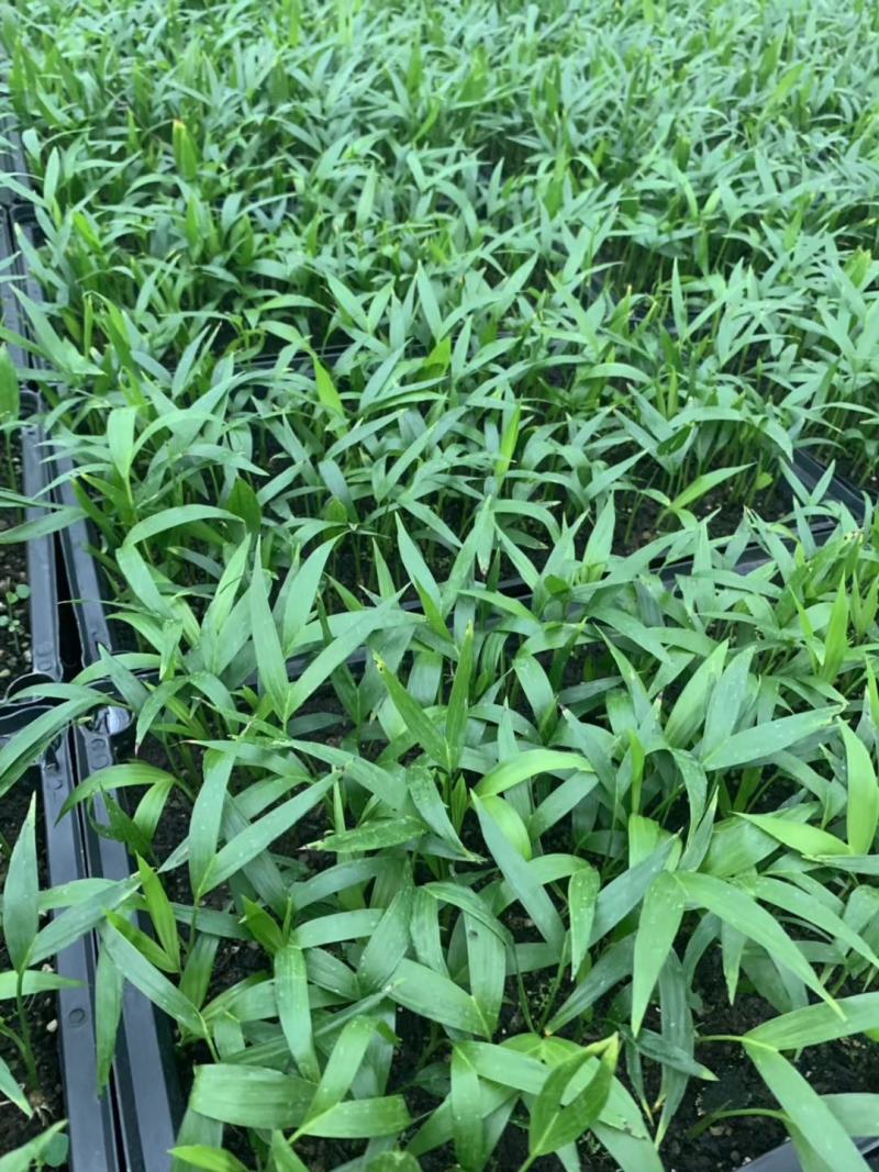 富贵椰子苗椰子树苗四季常青观叶植物支持一件代发