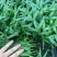 富贵椰子苗椰子树苗四季常青观叶植物支持一件代发