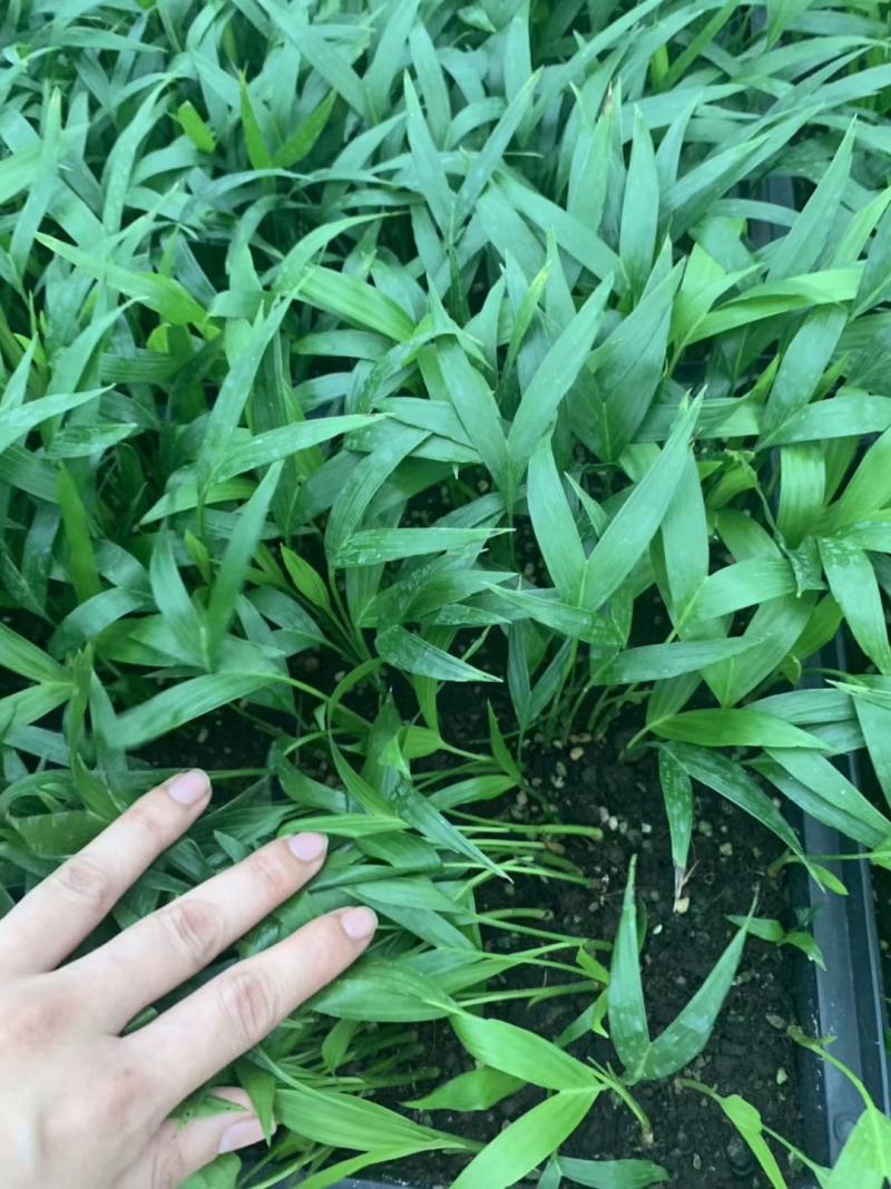 富贵椰子苗椰子树苗四季常青观叶植物支持一件代发