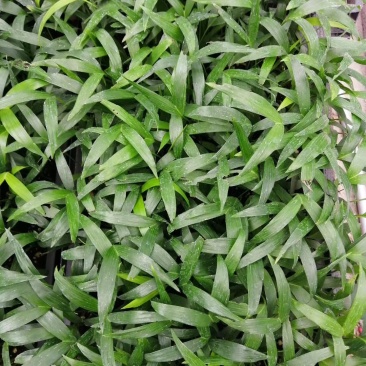富贵椰子苗椰子树苗四季常青观叶植物支持一件代发