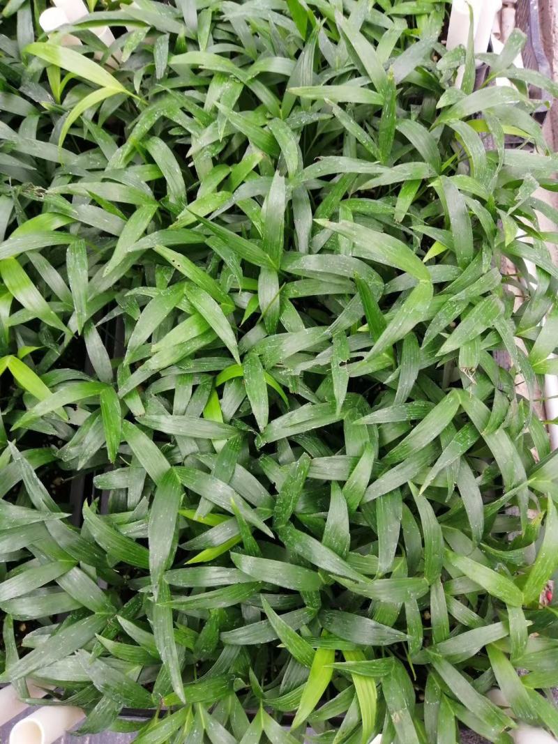 富贵椰子苗椰子树苗四季常青观叶植物支持一件代发