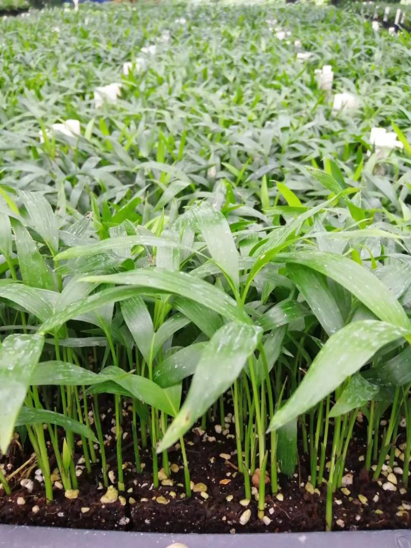 富贵椰子苗椰子树苗四季常青观叶植物支持一件代发