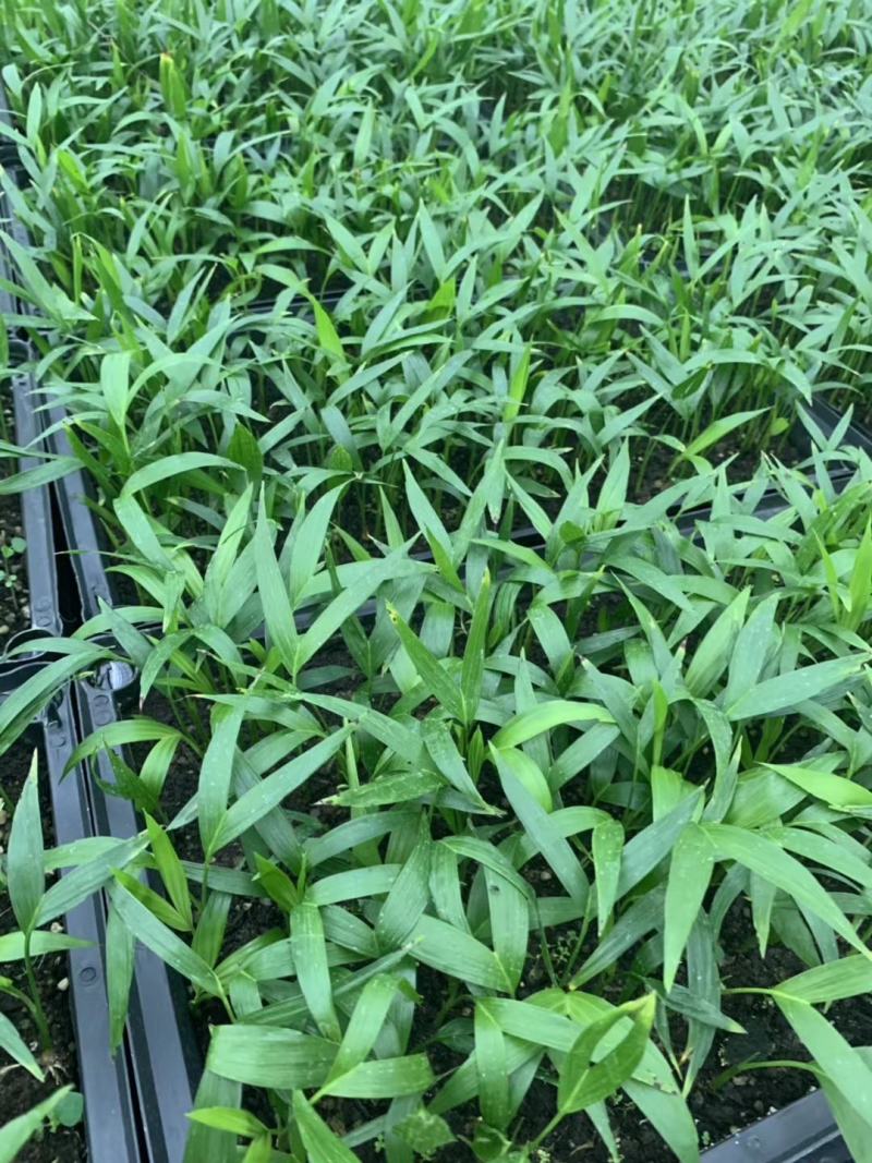 富贵椰子苗椰子树苗四季常青观叶植物支持一件代发