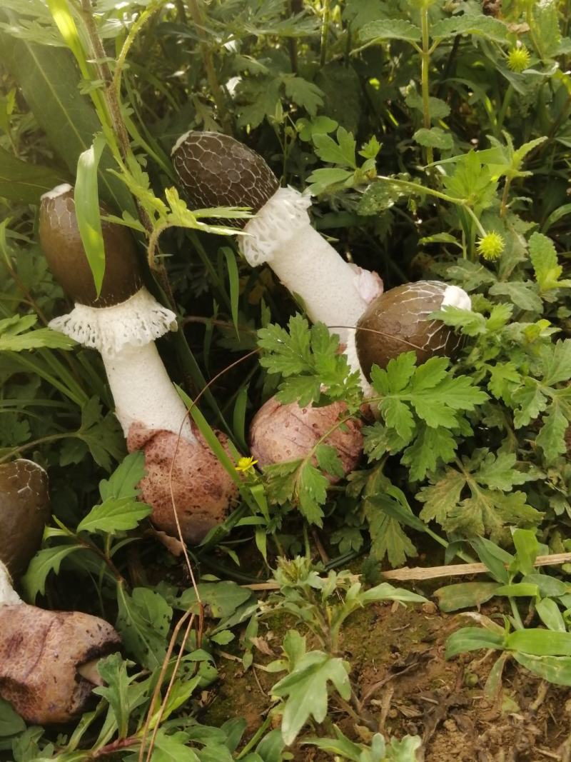 贵州野生菌中皇后贵州竹荪，也被誉为白裙仙子，