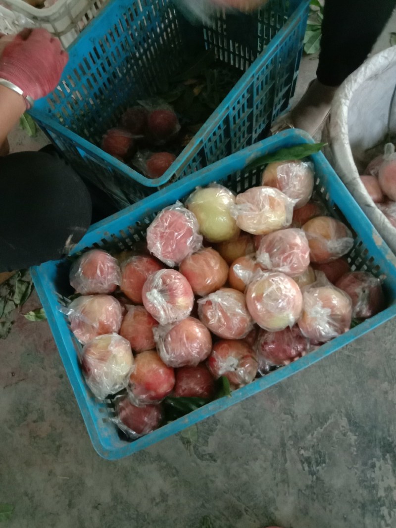 桃子陕西咸阳膜代秦王桃