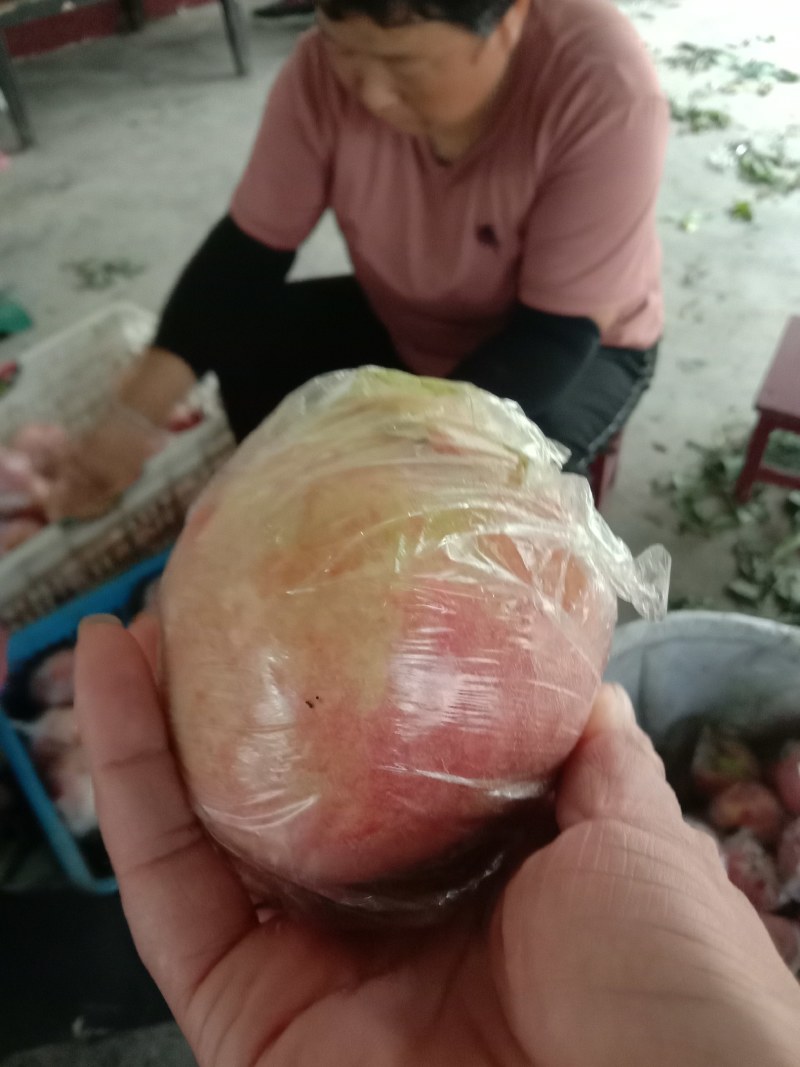 桃子陕西咸阳膜代秦王桃