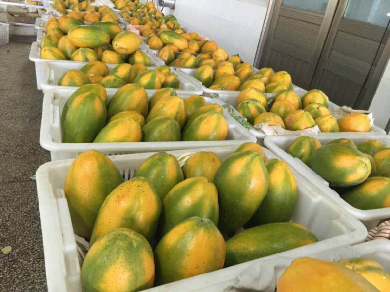 广西优质木瓜苗大青木瓜苗产地直供提供技术指导欢迎