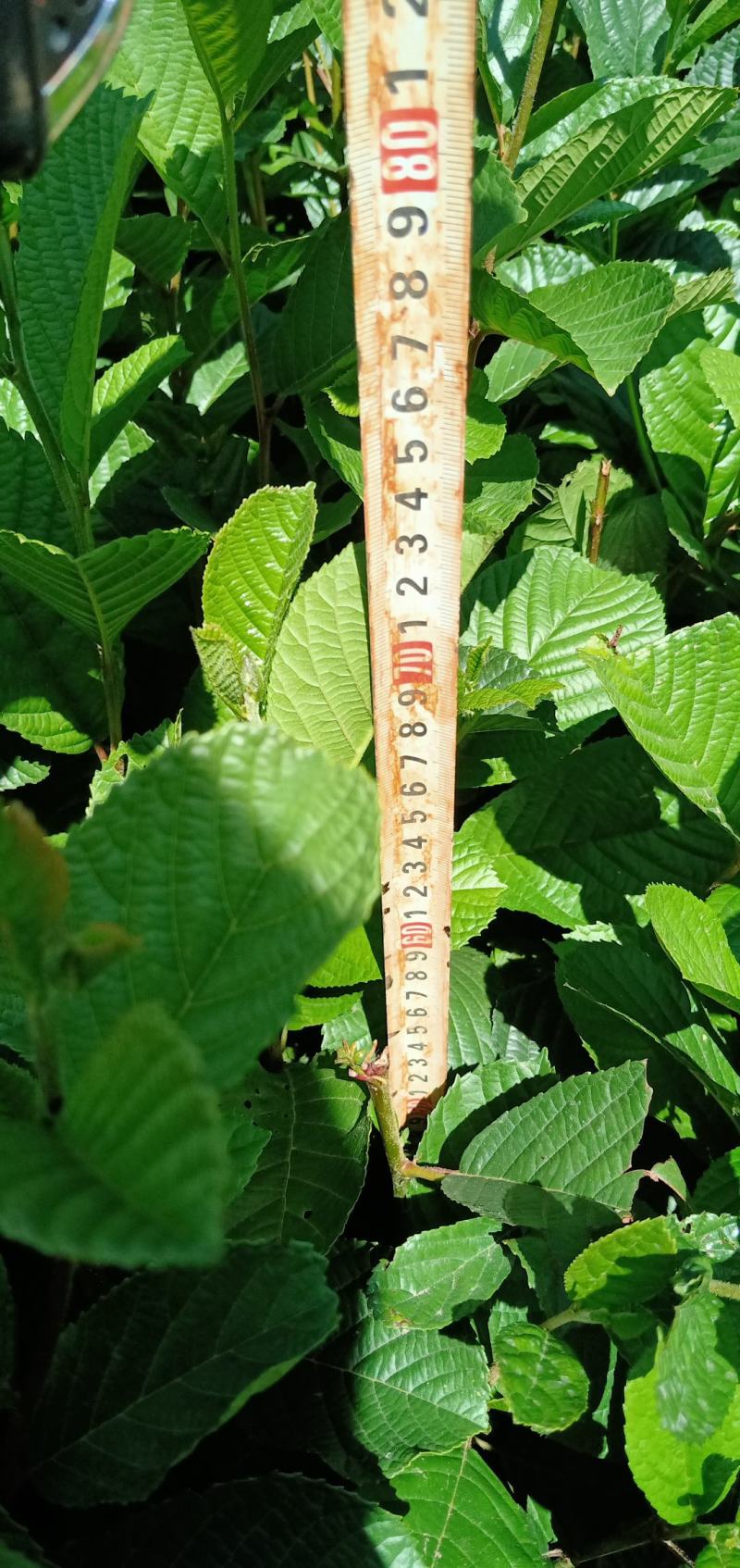桤木苗（旱冬瓜）有现货20分以上，诚信经营，可签合同