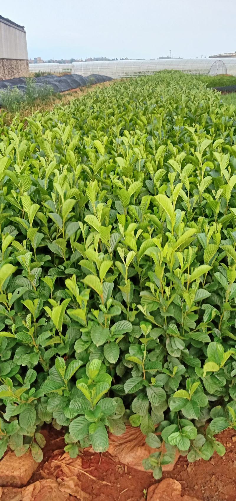 桤木苗（旱冬瓜）有现货20分以上，诚信经营，可签合同
