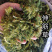 【新货颜色青正品】伸筋草过筛干货舒筋草伸筋草实物拍摄