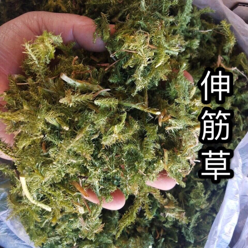 【新货颜色青正品】伸筋草过筛干货舒筋草伸筋草实物拍摄