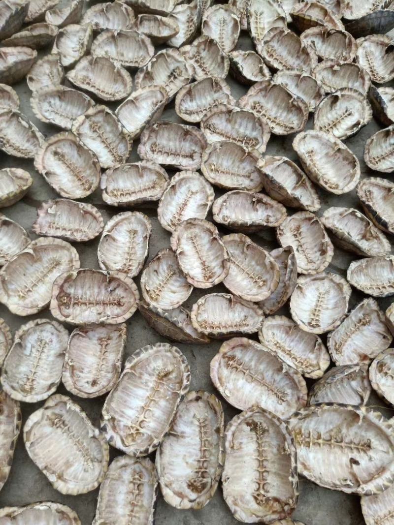 草龟壳，草龟板，草龟上甲，中药材，活龟宰杀，熬龟苓膏