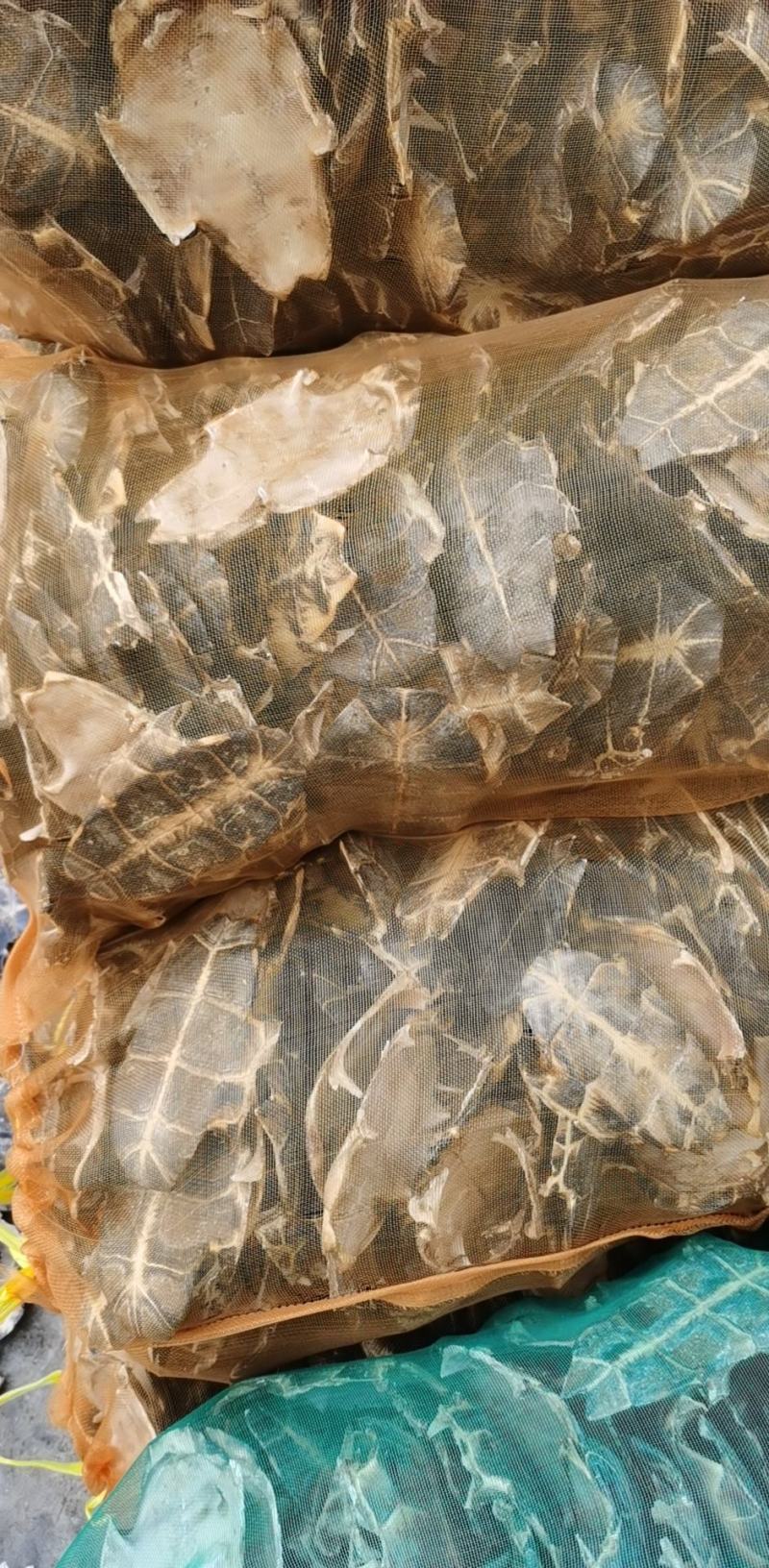 草龟壳，草龟板，草龟上甲，中药材，活龟宰杀，熬龟苓膏