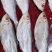 白磷鱼，咸鱼，精品，鱼干，全规格大量有货欢迎朋友前来咨询