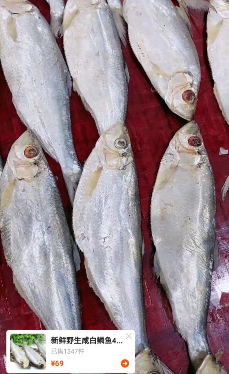 白磷鱼，咸鱼，精品，鱼干，全规格大量有货欢迎朋友前来咨询