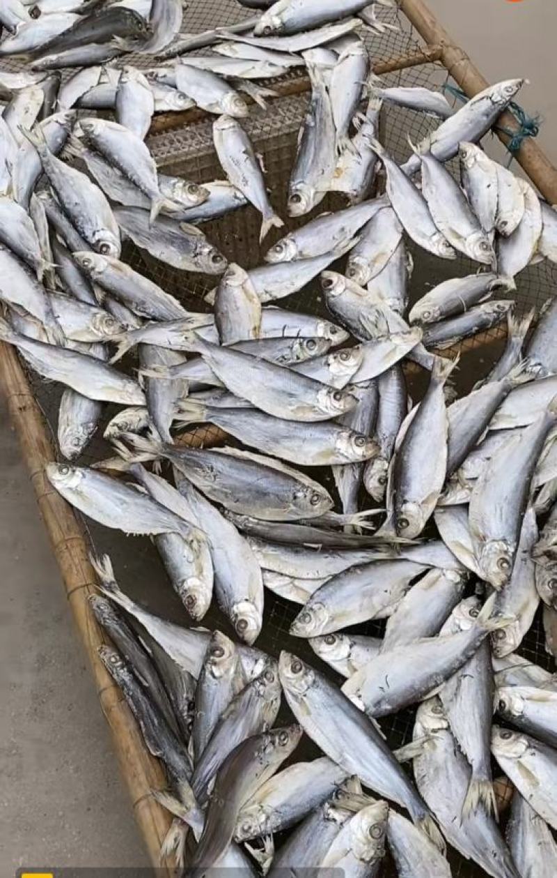 白磷鱼，咸鱼，精品，鱼干，全规格大量有货欢迎朋友前来咨询