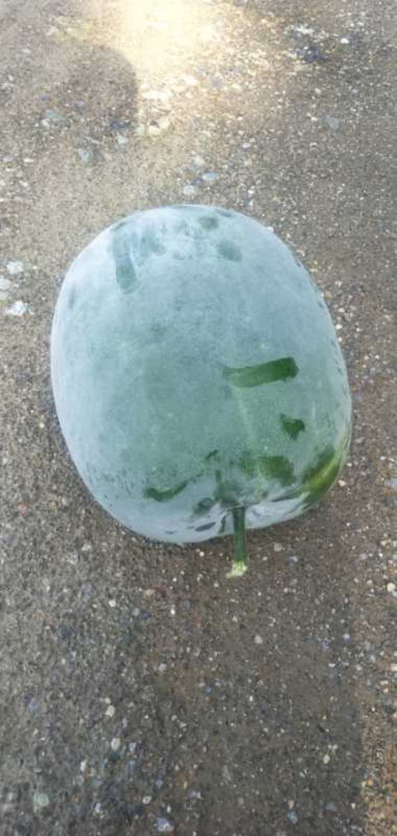 河北蔬菜大量现货东瓜