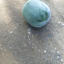 河北蔬菜大量现货东瓜