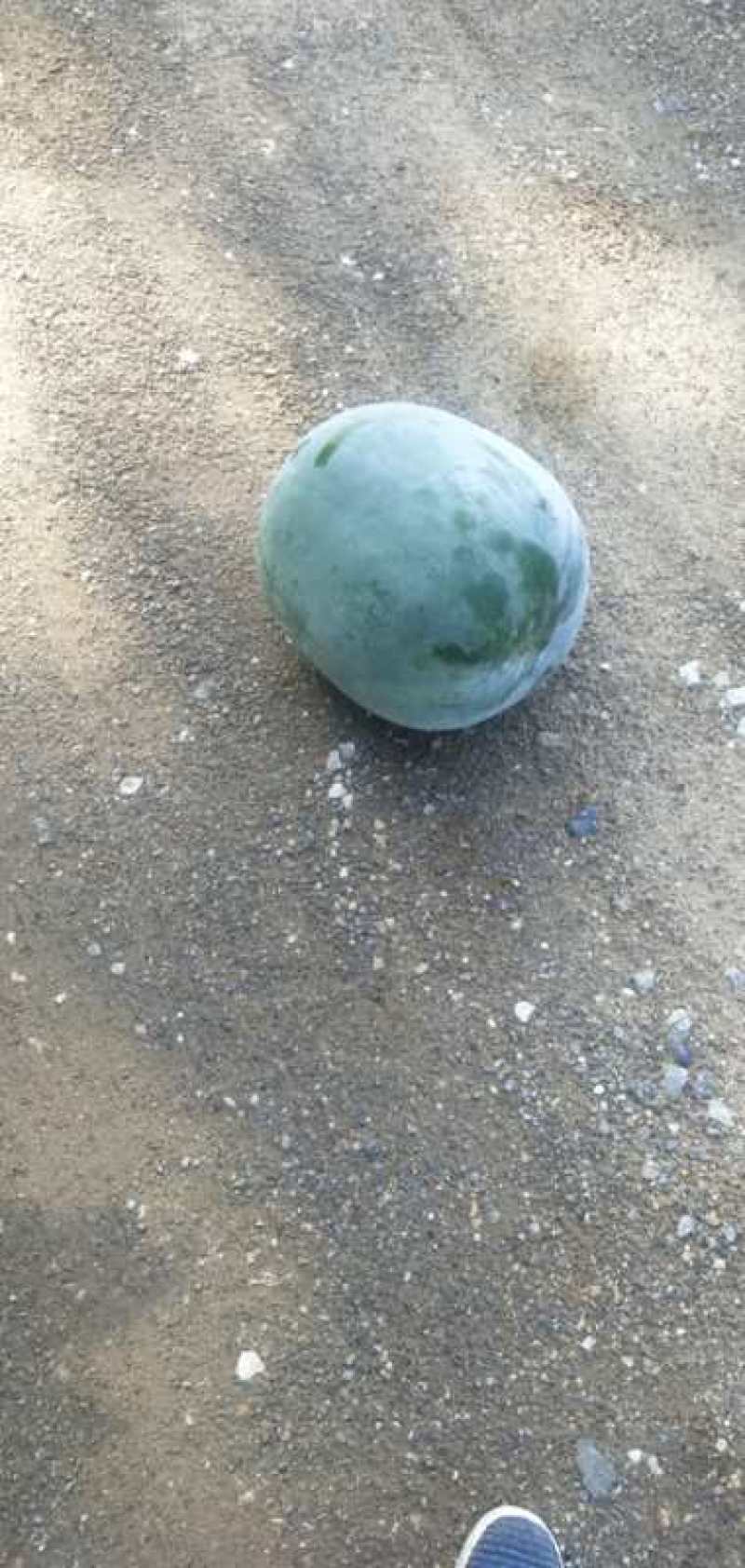 河北蔬菜大量现货东瓜