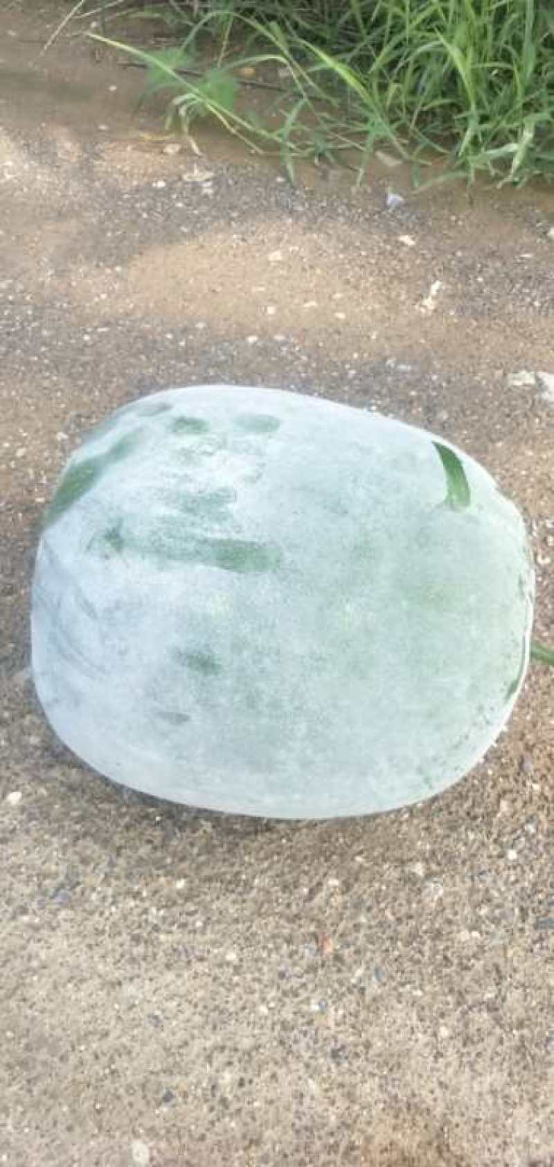 河北蔬菜大量现货东瓜