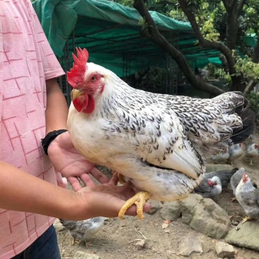 正宗广东荔枝园散养鸡