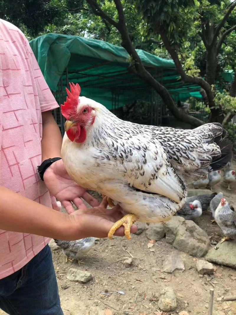 正宗广东荔枝园散养鸡