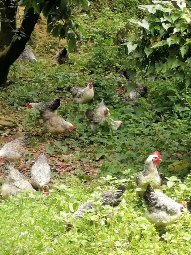 正宗广东荔枝园散养鸡