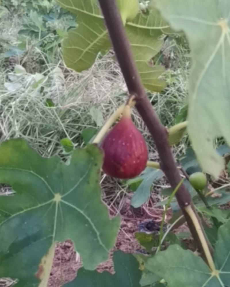 正宗威海大青皮红心甜无花果苗南北方种植特大盆地栽当年结
