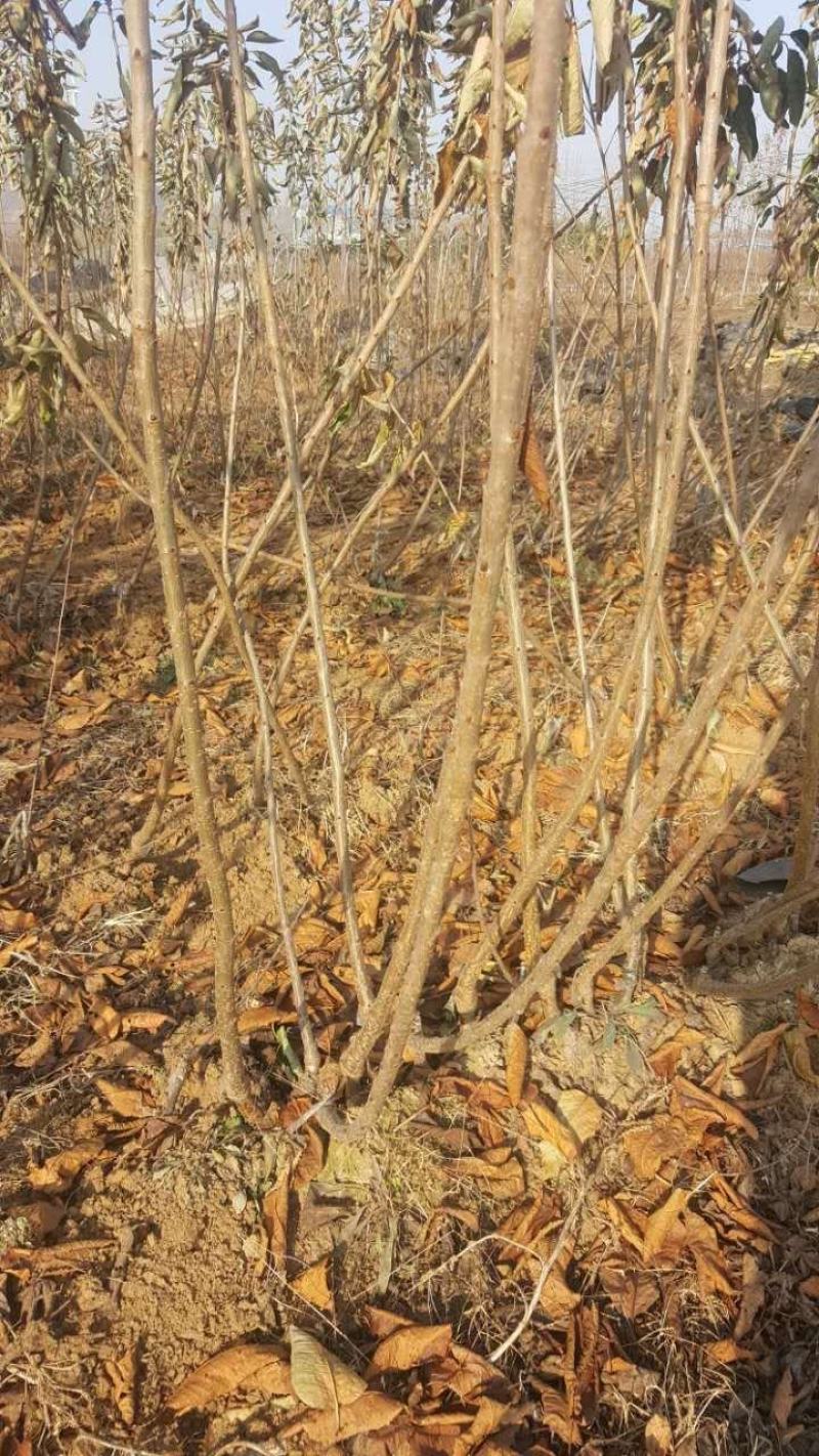 俄八樱桃苗矮化樱桃树苗沙王樱桃苗矮化樱桃树苗