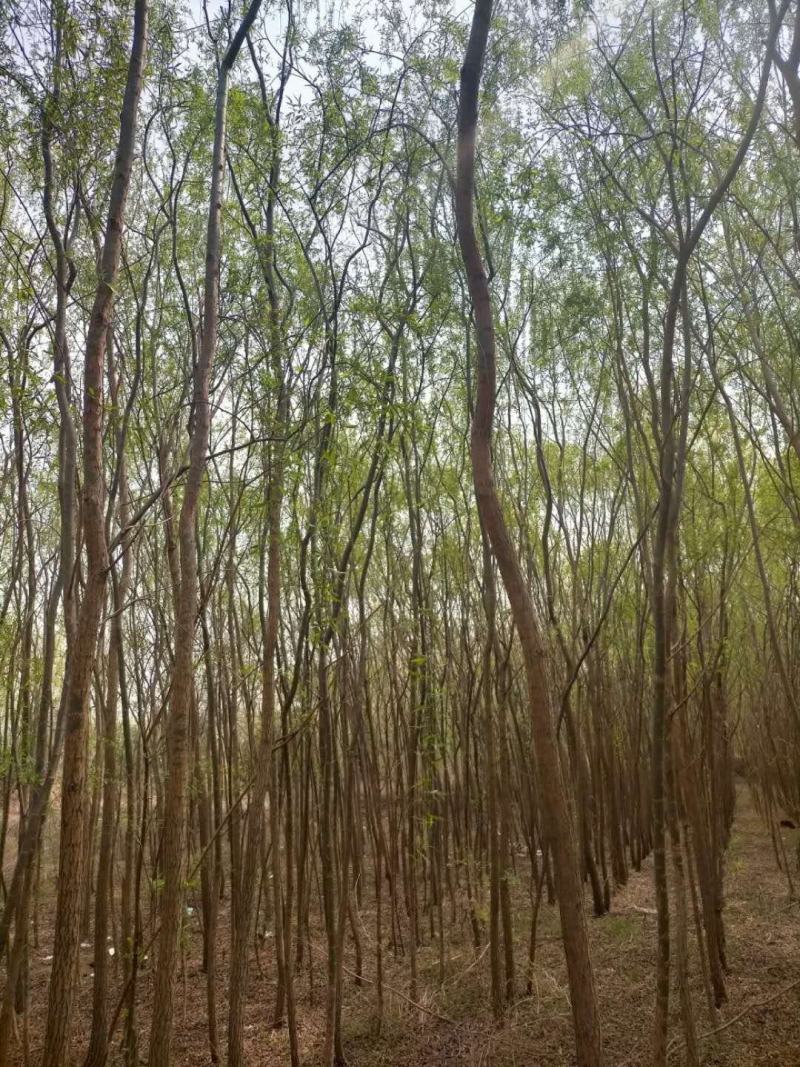 山东柳树苗，垂柳苗，金丝垂柳苗，竹柳苗，馒头柳苗
