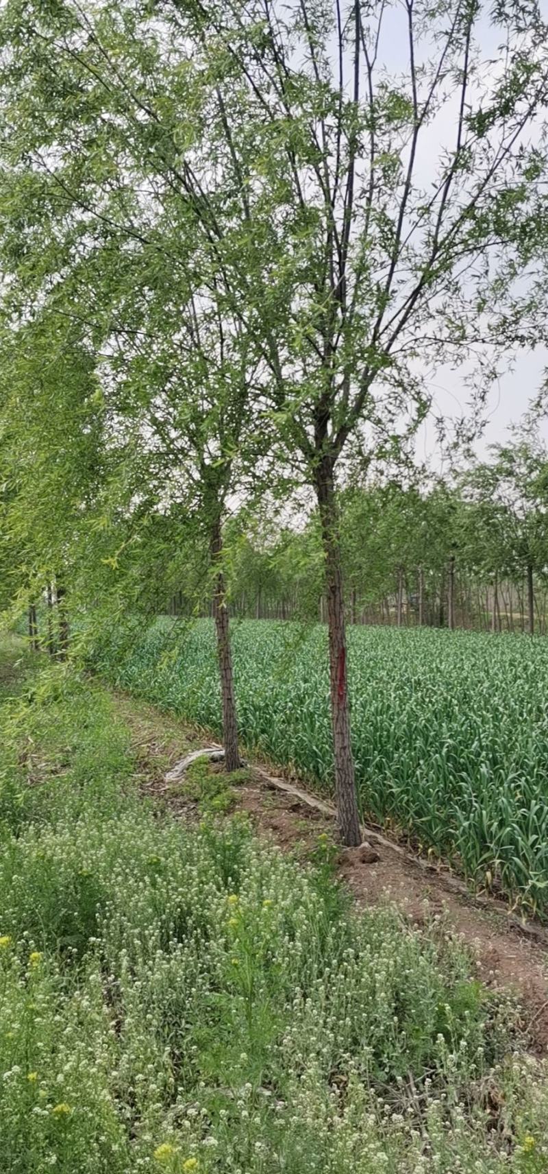 山东柳树苗，垂柳苗，金丝垂柳苗，竹柳苗，馒头柳苗