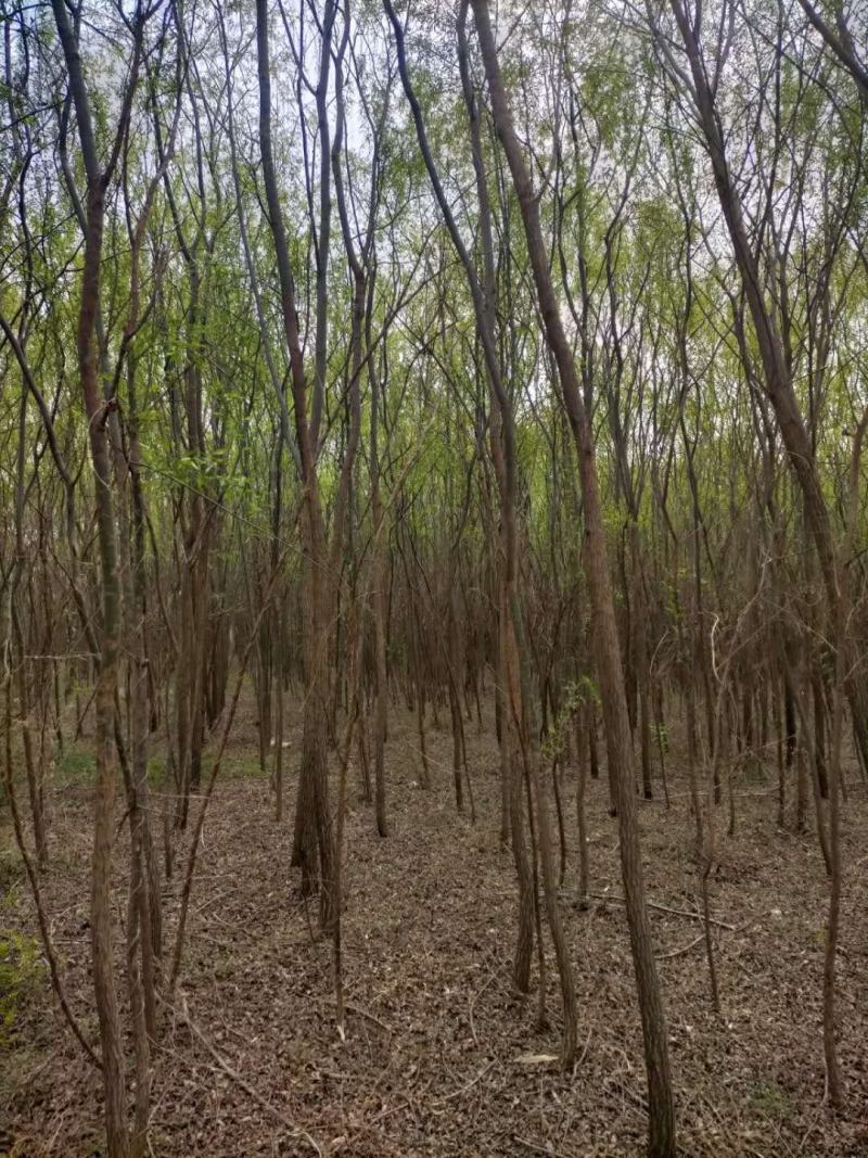 山东柳树苗，垂柳苗，金丝垂柳苗，竹柳苗，馒头柳苗