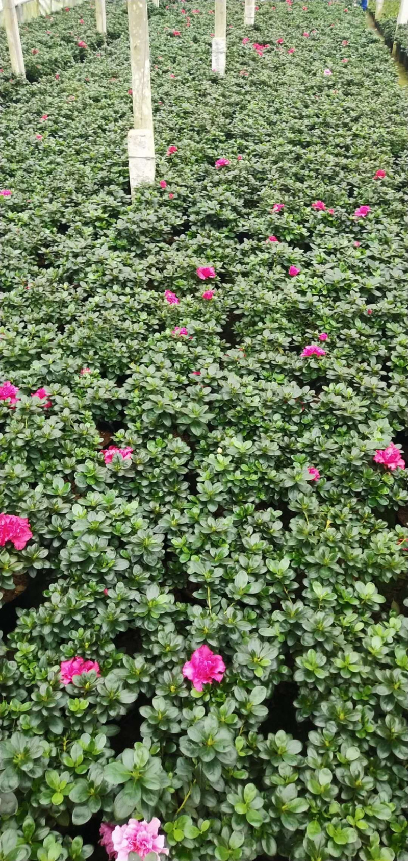 福建西洋杜鹃花价格漳州杜鹃是批发杜鹃啼血厂家直销
