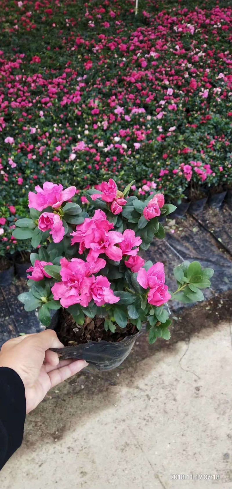 福建西洋杜鹃花价格漳州杜鹃是批发杜鹃啼血厂家直销